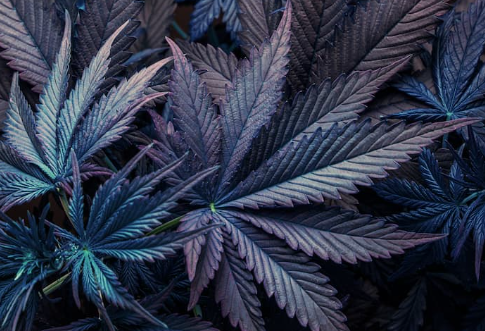 hhc vape hampa cbd cbd olja hhc o hhc-o buds