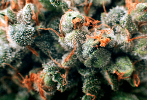 hhc vape hhc o hhc-o vape thc hampa buds cbd buds thc